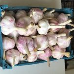 سیرتازه و درجه یک همدان 10کیلوگرمی