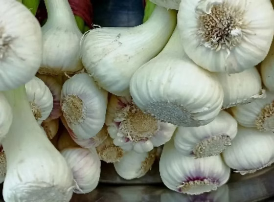 سیر بسته بدون برگ (1کیلویی)محصول خانگی شمالی
