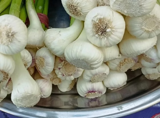 سیر بسته بدون برگ (1کیلویی)محصول خانگی شمالی