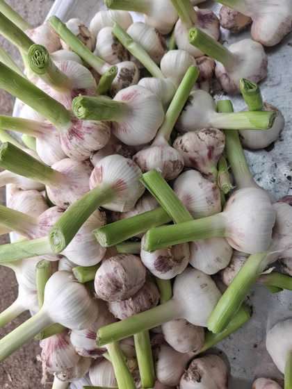 سیر همدان