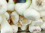 سیر بسته بدون برگ (1کیلویی)محصول خانگی شمالی