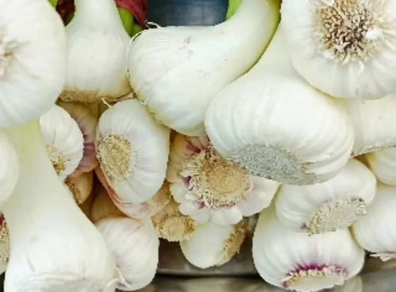 سیر بسته بدون برگ (1کیلویی)محصول خانگی شمالی